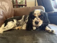 Freckle friend, a male Cavalier King Charles Spaniel for sale in Chattanooga, TN – Photo 10 of 10