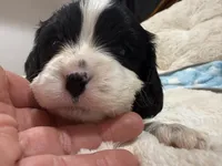 Oreo, a male Cavapoo for sale in Chattanooga, TN – 6 of 10