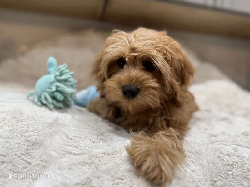 Theo baby – Cavapoo puppy for sale in Chattanooga, TN