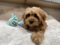 Theo, a male Cavapoo for sale in Chattanooga, TN – 5 of 10