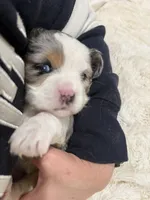 Precious, a female Cavapoo for sale in Chattanooga, TN – 9 of 10