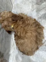 Charlie, a male Cavapoo for sale in Chattanooga, TN – 7 of 10