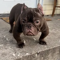 Sweet boy, a male American Bully for sale in Arlington, TX – Photo 3 of 6