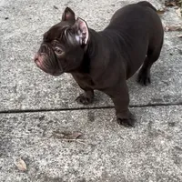 Sweet boy, a male American Bully for sale in Arlington, TX – Photo 6 of 6