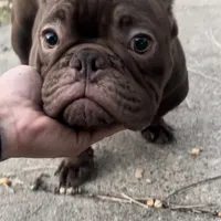 Sweet boy, a male American Bully for sale in Arlington, TX – Photo 1 of 6