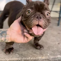 Sweet boy, a male American Bully for sale in Arlington, TX – Photo 2 of 6