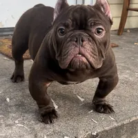 Sweet boy, a male American Bully for sale in Arlington, TX – Photo 4 of 6