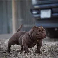 Sweet boy, a male American Bully for sale in Arlington, TX – Photo 5 of 6