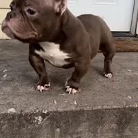 Nala, a female American Bully for sale in Arlington, TX – Photo 5 of 6