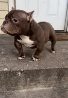 Nala, a female American Bully for sale in Arlington, TX – Photo 5 of 6