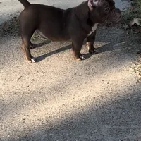 Nala, a female American Bully for sale in Arlington, TX – Photo 2 of 6