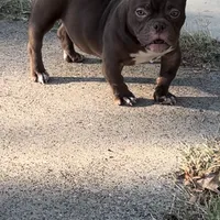 Nala, a female American Bully for sale in Arlington, TX – Photo 3 of 6