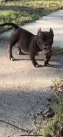 Nala, a female American Bully for sale in Arlington, TX – Photo 3 of 6