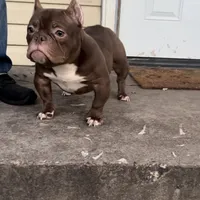 Nala, a female American Bully for sale in Arlington, TX – Photo 4 of 6