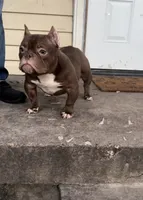 Nala, a female American Bully for sale in Arlington, TX – Photo 4 of 6