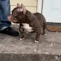 Nala, a female American Bully for sale in Arlington, TX – Photo 6 of 6