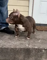 Nala, a female American Bully for sale in Arlington, TX – Photo 6 of 6