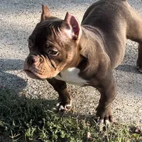 Nala, a female American Bully for sale in Arlington, TX – Photo 1 of 6