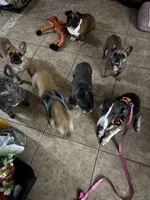 Sheba, a female Greyhound for sale in Phoenix, AZ – Photo 5 of 10