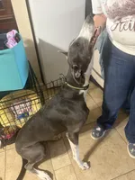 Sheba, a female Greyhound for sale in Phoenix, AZ – Photo 10 of 10