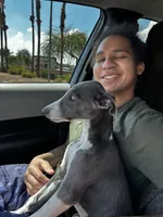 Sheba, a female Greyhound for sale in Phoenix, AZ – Photo 7 of 10