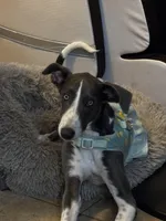 Sheba, a female Greyhound for sale in Phoenix, AZ – Photo 2 of 10