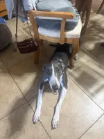 Sheba, a female Greyhound for sale in Phoenix, AZ – Photo 8 of 10