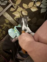 Sheba, a female Greyhound for sale in Phoenix, AZ – Photo 3 of 10