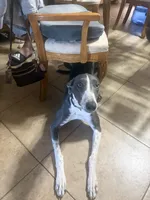 Sheba, a female Greyhound for sale in Phoenix, AZ – Photo 6 of 10