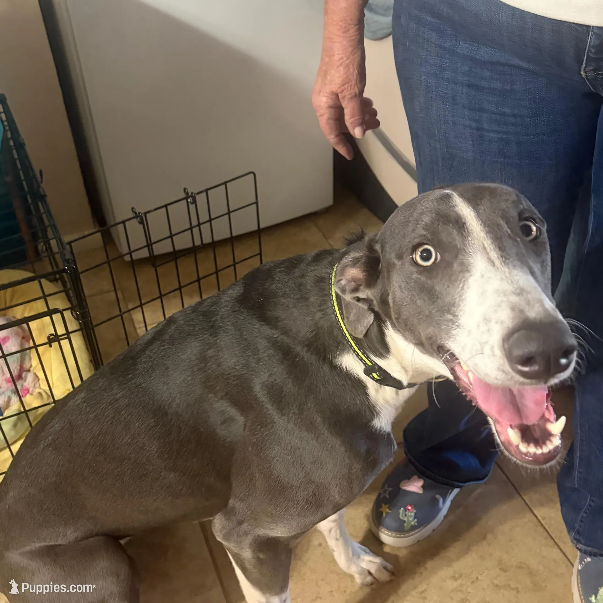 Sheba, a female Greyhound for sale in Phoenix, AZ – Photo 9 of 10