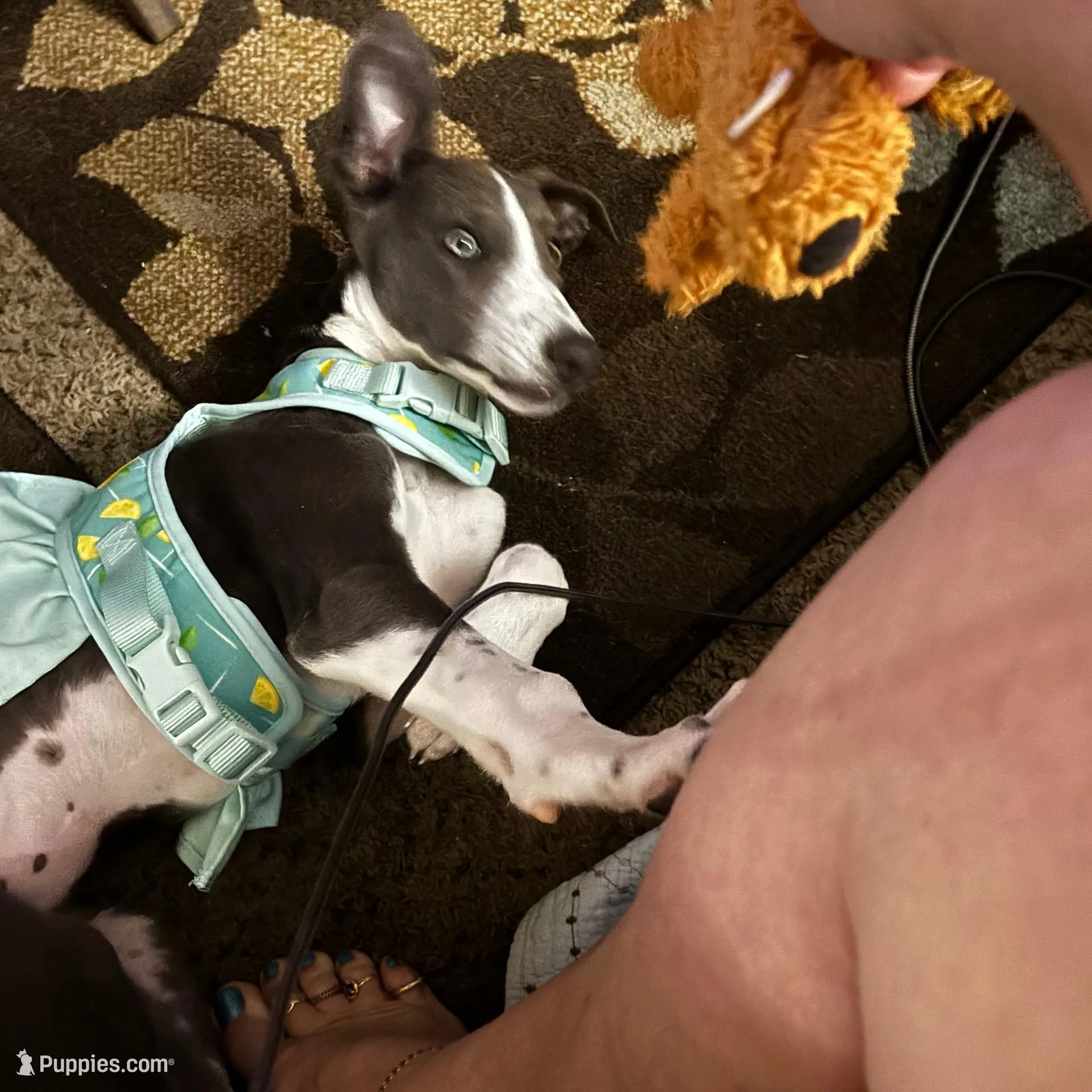 Sheba, a female Greyhound for sale in Phoenix, AZ – Photo 4 of 10