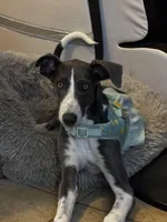 Sheba, a female Greyhound for sale in Phoenix, AZ – Photo 1 of 10