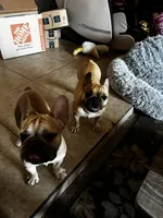 Kyler Murray, a male French Bulldog for sale in Phoenix, AZ – Photo 3 of 5