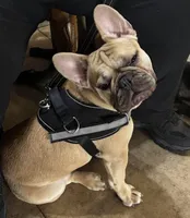 Kyler Murray, a male French Bulldog for sale in Phoenix, AZ – Photo 1 of 5