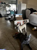 Kyler Murray, a male French Bulldog for sale in Phoenix, AZ – Photo 4 of 5