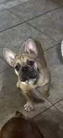 Kyler Murray, a male French Bulldog for sale in Phoenix, AZ – Photo 5 of 5