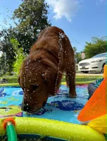 Sandy, a female Golden Retriever for sale in Lexington, GA – 3 of 5