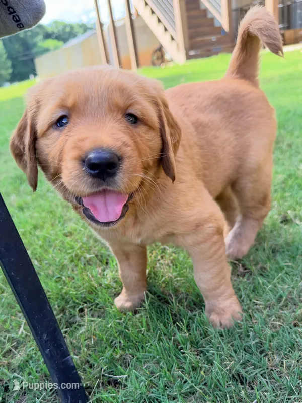 Sandy – Golden Retriever puppy for sale in Lexington, GA