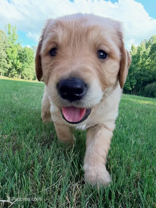 Rusty – Golden Retriever puppy for sale in Lexington, GA
