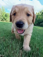 Rusty, a male Golden Retriever for sale in Lexington, GA – 1 of 5