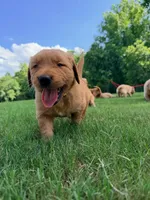 Sunny, a female Golden Retriever for sale in Lexington, GA – 1 of 5