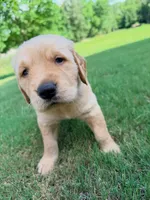 River, a male Golden Retriever for sale in Lexington, GA – 1 of 5