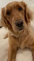 Sunny, a female Golden Retriever for sale in Lexington, GA – 2 of 5