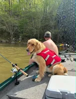River, a male Golden Retriever for sale in Lexington, GA – 5 of 5