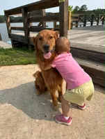Sandy, a female Golden Retriever for sale in Lexington, GA – 4 of 5