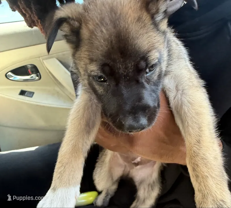 Dexter – German Shepherd Dog puppy for sale in San Ramon, CA