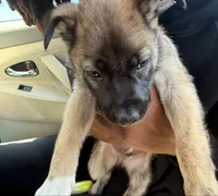 Dexter, a male German Shepherd Dog for sale in San Ramon, CA – 1 of 1