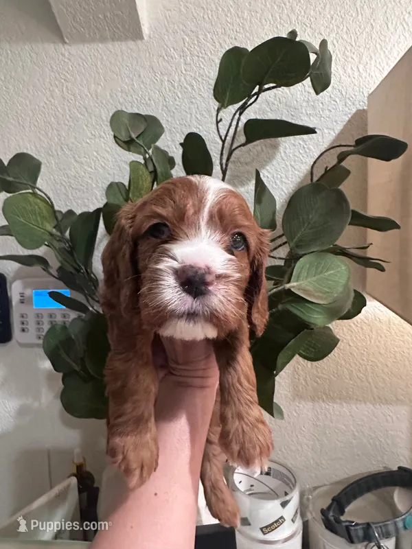 Duke – Cavapoo puppy for sale in Sacramento, CA