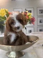 Pretty, a female Cavapoo for sale in Sacramento, CA – 1 of 1