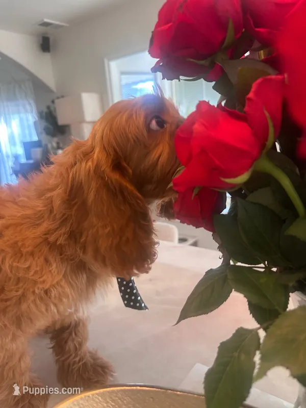 Duke – Cavapoo puppy for sale in Sacramento, CA